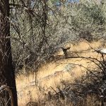 Kenny from AZ Diggs the CLARITY of his Midas 10X50 Binoculars!