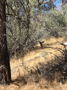 Kenny from AZ Diggs the CLARITY of his Midas 10X50 Binoculars!
