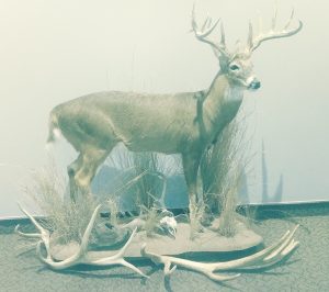 Sir Reginald McFuzzybottom, head of HR at Athlon Optics